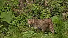 2020 Wildkatze