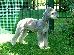 Bedlington Terrier