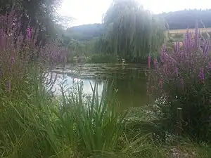 Der Dienstadter See