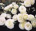 ‘Dietrich Woessner’, Huber, 2000