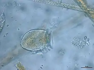 2020 Dinophysis acuta