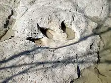 Tridactyler (dreizehiger) Fußabdruck eines Theropoden (Acrocanthosaurus)