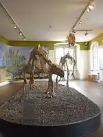 Zwei Dinosaurierskelette:links der Prosauropode Plateosaurus,rechts der Theropode Liliensternus.