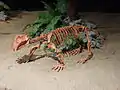 Lystrosaurus georgi Skelett