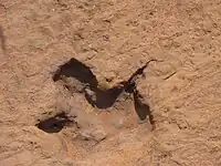 Dinosaurierspuren von OtjihaenamapareroFootprints of Dinosaurs
