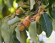 Lotuspflaume