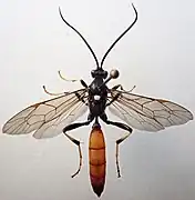 Diphyus gradatorius ♀