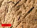 Amplexograptus
