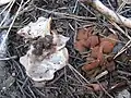 Scheiben-LorchelGyromitra ancilis