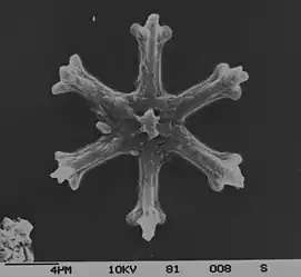 †Discoaster surculus (Discoasterales)Nannofossil, TertiärSkelett aus einem marinen Sediment­kern