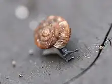 2020 Gefleckte Schüsselschnecke