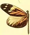 Dismorphia amphione, Männchen