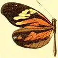 Dismorphia amphione discrepans, Weibchen