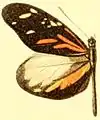 Dismorphia amphione discrepans, Männchen