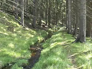 Der Kanal bei Kladské rašeliny (deutsch Glatzener Moor)
Die mittlerweile bewachsenen Hänge täuschen über die ehemalige Breite