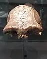 „Schädel 1“ (Nachbildung)erwachsener Mann, gefunden 1999, Gehirnvolumen 775 cm³