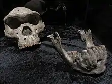 „Schädel 5“ (Originale)erwachsener Mann, Schädel gefunden 2005, Kiefer gefunden 2000, Gehirnvolumen 546 cm³