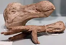 Gipsabdruck des Kopfes und eines Fußes des Dodos im Booth Museum of Natural History (Brighton, England)