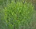 Habitus