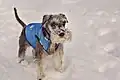 Ein Terrier in der Outdoorjacke eines Markenherstellers