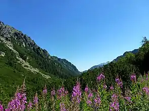 Hala Roztoki