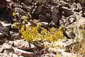 Talerbusch (Zygophyllum stapfii)