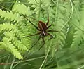 Weibchen von Dolomedes striatus auf seinem Brutgespinst