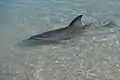 Delfin bei Monkey Mia