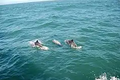 Delphine im Meer vor Lüderitz