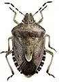 Beerenwanze (Dolycoris baccarum)