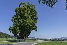Kapellenlinde