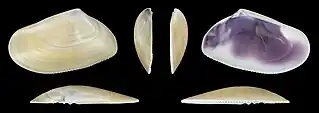 Donax trunculus trunculuslinke Klappe