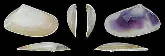 Donax trunculus trunculusrechte Klappe