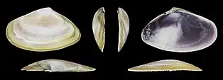 Donax trunculus adriaticuslinke Klappe