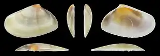 Donax trunculus trunculus var. flaveoluslinke Klappe