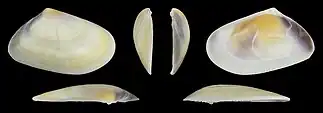 Donax trunculus trunculus var. flaveolusrechte Klappe