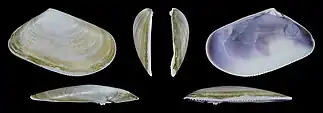 Donax trunculus trunculus var. subplanusrechte Klappe