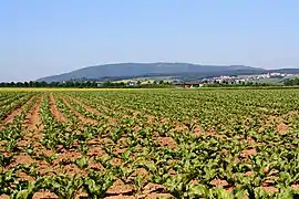 Aus 9 kmvon Kirchheim­bolanden aus