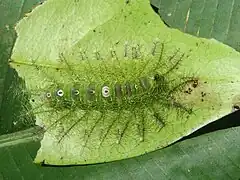 Raupe dorsal