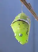 Puppe dorsal