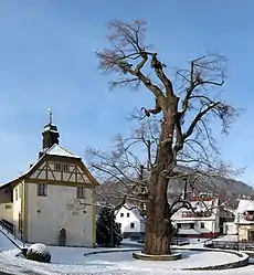 Dorflinde in Haselbach, 7,3 m Stammumfang (2010)