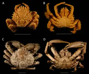 Ober- und Untersicht männlicher Exemplare mit unterschiedlicher Größe aus Florida, USA, Skalenbalkenbreite = 30 mm