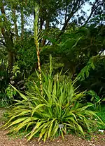 Doryanthes excelsa