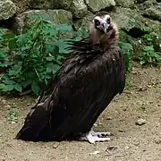 Mönchsgeier