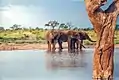 Elefanten im Hwange-Nationalpark