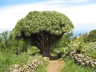 Drachenbaum in Garafía
