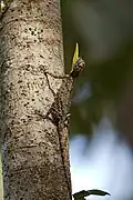 Draco dussumieri
