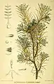 Abbildung von Astragalus gummiferus in Robert Bentley, Henry Trimen. Medicinal plants. 1880