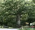 Wieder ausgetriebene historische Eiche am Gaiberger Weg (Aufn. 2019)