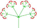 Dreifachdolde, ein Tribotryum
